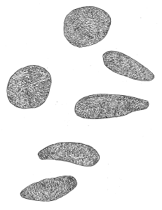 Drawing.