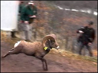 Bighorn Sheep. Photo.